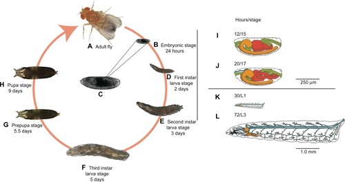 Figure 2 Drosophila life cycle.Notes: All stages of the Drosophila life cycle are readily accessible and amenable to manipulation with a variety of basic to high-end tools and techniques. Imaging techniques can be applied in every stage of development (A–H), thanks to the clear cuticle during embryonic (B and C) and larval (D–F) stages. Here we use stage 15 embryos (C), which correspond to roughly 50% of completed embryonic development. Under ideal growing conditions, this stage is reached approximately 12 hours after egg laying and features a developing central nervous system (orange), digestive tract (green and red), and many other systems (not shown) with development underway (I). In stage 15, the midgut has one compartment that divides into two distinct compartments as the embryo progresses to stage 16. We used this feature as an indication of initial survival after nanoparticle delivery and used morphological features characteristic of later developmental stages (J–L) for mortality determinations. For a detailed review of these morphological features, please see Campos-Ortega and Hartenstein.Citation41 Note that time points in the figure correspond to time elapsed from egg laying to the end of a particular developmental stage.