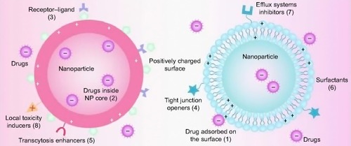 Figure 2 Schematic representation of multifunctional NPs as drug carriers across the BBB.Notes: Drugs can be adsorbed onto the surface of the NP due to the interactions between positive and negative charges (1) and may even be trapped inside its core (2). Different strategies have been applied for the transportation of drugs across the BBB: receptor–ligands for unique recognition and endocytosis (3); tight junction openers for improved intercellular penetration (4); transcytosis enhancers for the promotion of the transport of NP across the membranes (5); surfactants for the enhancement of membrane fluidization (6); efflux system inhibitors for the reduction of drug efflux (7); and local toxicity inducers for the increase in the permeability of the endothelial cells (8). Reproduced with permission of Informa Healthcare. Barbu E, Molnar E, Tsibouklis J, Gorecki DC. The potential for nanoparticle-based drug delivery to the brain: overcoming the blood–brain barrier. Expert Opin Drug Deliv. 6(6):553–565, copyright © 2009, Informa Healthcare.Citation53Abbreviations: NP, nanoparticle; BBB, blood–brain barrier.