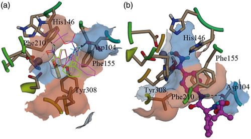 Figure 2. Binding patterns of 4h and 4hb in the active site of HDAC2: (a) 4h and 4hb were shown using the wire model, the residues were displayed as sticks; carbon atoms of 4h were colored magenta, carbon atoms of 4hb were colored green, the gray ball is zinc ion, the H-bonds were represented as dash lines (in black--white mode, 4h is the structure containing Boc group); (b) 4h was shown using the ball–stick model.