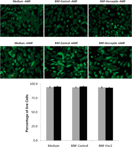 Figure 6. Quantification of HMEC killing before and after AMF exposure following incubation with non-antibody versus antibody-directed nanoparticles using the Live/Dead assay. Live HMECs were incubated in media alone, or with non-antibody-directed nanoparticles (BNF-control) or with Herceptin-directed nanoparticles (BNF-Herceptin) for 2 h. The cells were then washed and treated with a 163 kHz frequency AMF using a steady amplitude of 35,828 A/M for 20 min. Temperature monitoring of the media showed no rise in temperature above 37°C in wells that had been treated with the two types of nanoparticles. Cells were fixed and stained at 6 h using the Live/Dead assay and photographed (upper panels: 40×; calcein (green live) 1/100 s; EthD-1 (red dead) 1/200 s) and cells counted to determine the live/dead cell numbers (lower graphs). Data were pooled for at least duplicate wells and student t-tests used to test the null hypothesis. No killing of normal mammary epithelial cells was seen and cell viability remained at over 90% in all treatment groups. Statistical differences of p < 0.05* or p < 0.01** were not observed.