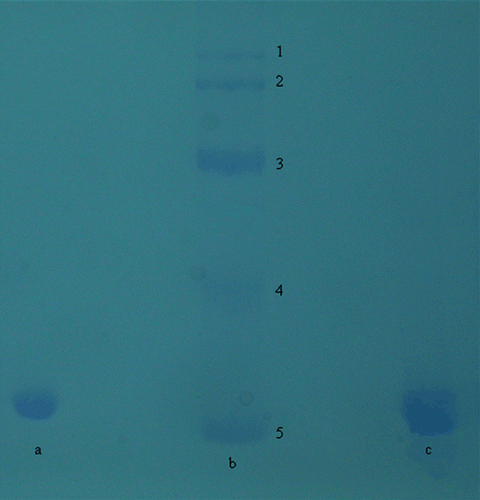 Figure 1.  PAGE of the purified CA isozymes. Lane b Standards: E.coli β-galoksidaz (116 kDa), rabbit muscle phosphorylase b (97 kDa), bovine albumin (66 kDa); ovalbumin (45 kDa), bovine erythrocytes CA (29 kDa), lane a: CA I, lane c: CA II.
