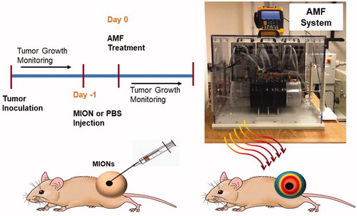 Figure 1. Schematic of the study design for the magnetic nanoparticle hyperthermia (MNPH) therapy with intratumor injection of magnetic iron-oxide nanoparticles (MIONs) for MiaPACa-02 tumors in mice and photograph of the alternating magnetic field (AMF) system used to perform MNPH treatments in mouse tumors.