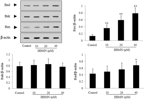 Figure 5. Effect of DDMN on expression of pro-apoptotic protein including Bax, Bak, and Bad in SGC-7901 cells. *p < 0.05, **p < 0.01, compared with the control.