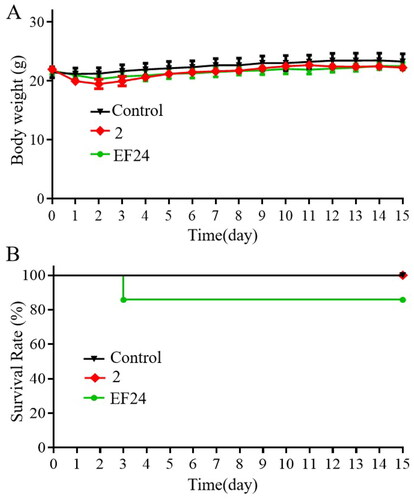 Figure 7. Compound 2 possesses a favourable in vivo safety profile. Compound 2 and EF24 (600 mg/kg) were administered to the mice on day 1 (A) Variation of body weight, and (B) mortality rate throughout the 15-day observation period.