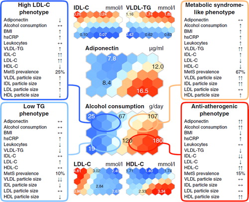 Figure 4. Summary of the metabolic and clinical characteristics in the study population of 80 heavy alcohol drinkers and 83 low-tomoderate drinkers (Table I). The overall metabolic characteristics of the phenotypes, arisen from the SOM analysis of the lipoprotein data per se (for details see Subjects and methods, Self-organizing map analysis), are summarized within the boxes. Two downward (one downward, one upward, two upward) arrows indicate that the mean value for the group of individuals lies within the lowest (second lowest, second highest, highest) 20% of the values of all the individuals. Mean values that lie within the 20% of values around the median are indicated with horizontal arrows. All other details are as given in the caption for Figure 1.