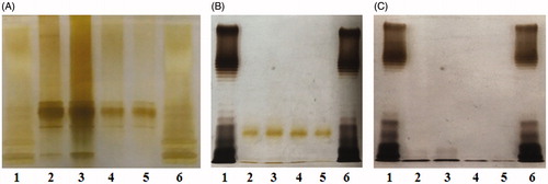 Figure 5. PE deficiency downregulates LPS biosynthesis of E. coli. (A) Silver-stained SDS-PAGE pattern of LPS from the four E. coli strains. (B) Silver-stained SDS-PAGE pattern of LPS from the bacteria treated with EDTA or (C) from the supernatants. Lanes 1 and 6: standard LPS; lanes 2–5: DH5α, PE+PC−, PE−PC+, and PE−PC− strains, respectively. The origin of electrophoretic mobility is on the top.