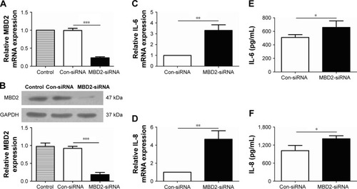Figure 5 MBD2 knockdown increased IL-6 and IL-8 expression in HBE.