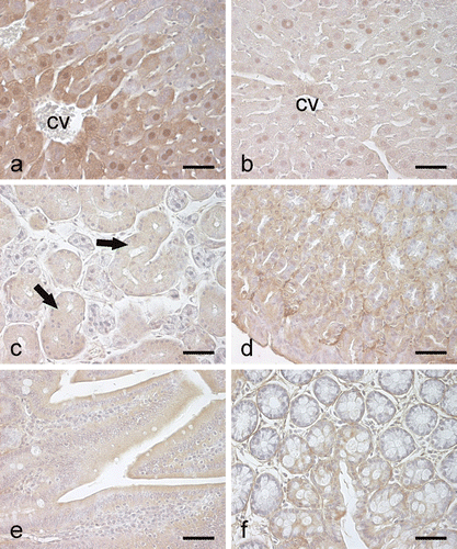 Figure 4.  Immunohistochemical staining of CA III in mouse gastrointestinal organs. In the liver (a), the most intense staining is observed in the hepatocytes of perivenular region (cv, central vein). Control staining using pre-immune rabbit serum is negative except for nonspecific nuclear reactions (b). In the submandibular gland (c), the epithelial cells of the salivary duct (arrows) show very weak immunostaining. The stomach also shows a weak positive signal (d), while no staining is detected in the small intestine (e) and colon (f). Bars 50 µm.
