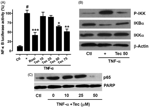 Figure 6. Tectorigenin inhibited IKK/NF-κB transactivation and p65 nuclear translocation. (A) Tectorigenin inhibited TNF-α-induced NF-κB transactivation in reporter gene assay. 3T3-L1 adipocytes transfected with pNF-κB-luc were treated with the indicated concentrations of tectorigenin with or without TNF-α (5 ng/mL) for 24 h, and then luciferase activity was determined. Data (mean ± SEM) are representative of three independent experiments. #p < 0.05 versus control; *p < 0.05, **p < 0.01, and ***p < 0.001 versus TNF-α (5 ng/mL). (B) 3T3-L1 adipocytes were treated with Tec at 50 μM for 24 h and then TNF-α at 5 ng/mL. Then cell lysates were resolved by SDS-PAGE and analyzed using antibodies against total and phosphorylated IKK and IκBα. (C) Tectorigenin inhibited translocation of p65 into nucleus as detected by Western blot.