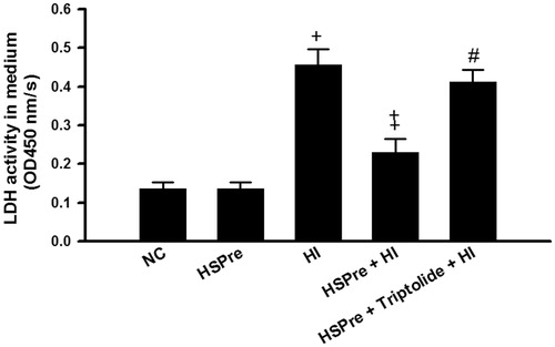 Figure 6. The LDH release that increased in HI was attenuated by HSPre. Data were presented as the means ± SD of three independent experiments. †p < 0.05 in comparison with NC. ‡p < 0.05 in comparison with HI. #p < 0.05 in comparison with HSPre + HI. Please see the legends of Figure 1 for group abbreviations.