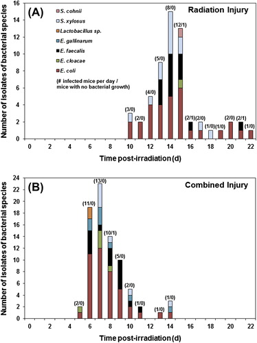 Figure 3. Incidence of isolates of bacterial species from ventricular heart blood, liver, and/or spleen of lethally irradiated (RI, 9.75 Gy Co-60 gamma-radiation) mice compared to CI (RI + skin wound) mice vs. time (days) post-irradiation. Numbers (e.g., 2/0) above the bars indicate total number of infected mice from which the indicated bacterial species were isolated/number of mice with no detectable bacterial growth on each day.