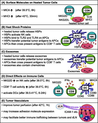 Figure 1. Different mechanisms of immune activation induced by locally heating tumours. (A) Heated tumour cells increase the surface expression of MICA, a NKG2D ligand, and MHC class I, making the tumour cells more sensitive to lysis by NK cells and CD8+ T cells, respectively. (B) Heated tumour cells release HSPs, which activate NK cells and APCs. HSPs contain potential tumour antigens, and APCs take up the HSP-antigen complex and cross present the antigen to CD8+ T cells. (C) Heated tumour cells release exosomes. Exosomes also contain potential tumour antigens, and APCs take up the antigen and cross present the antigen to CD8+ T cells. (D) Immune cells, such as NK cells, CD8+ T cells and DCs, in the tumour also get heated and become activated. (E) The tumour vasculature becomes more permeable and may have increased adhesion molecule expression after heating, which may facilitate better trafficking of immune cells between the tumour and dLN.