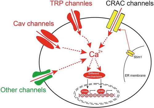 Figure 2. The schematic diagram of the involvement of Ca2+-permeable ion channels in adipogenesis