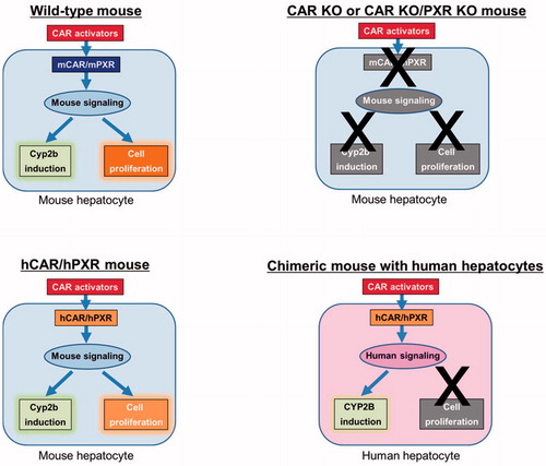 Figure 1. Effect of CAR activators in different animal models, namely wild-type mice, CAR KO or CAR KO/PXR KO mice, hCAR/hPXR mice and chimeric mice with human hepatocytes. Pathways which do not operate are shown in grey. Thus while Cyp2b enzyme induction and increased cell proliferation are observed in wild-type and hCAR/hPXR mice, these effects are abolished in CAR KO and CAR KO/PXR KO mice due to the absence of the receptor(s). In chimeric mice with human hepatocytes, the human receptors operate through human signaling pathways to produce an induction of CYP2B enzymes but not of cell proliferation.