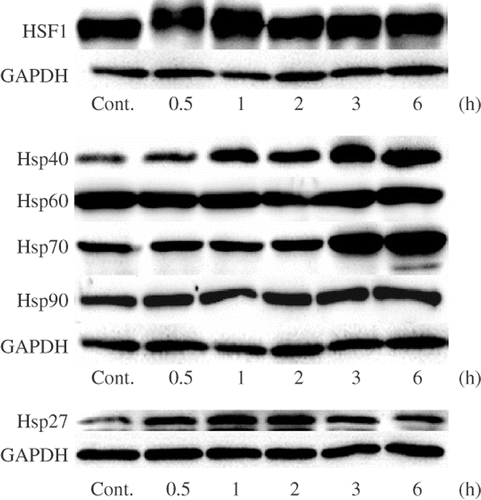 Figure 2. Effects of mild hyperthermia on the protein expression levels of HSPs. U937 cells were incubated at 41°C for 30 min (mild hyperthermia treatment) and then at 37°C for 0.5–6 h. SDS-PAGE and Western blotting were performed. Cont., control (nontreated cells).