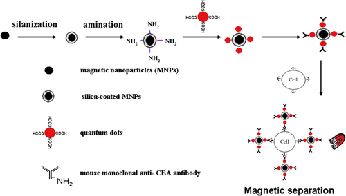 Figure 3. Schematic illustrations of synthesis of magnetic and fluorescent bifunctional nanocomposites and their use for cancer cell capture and detection (Ref 159).