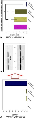 Figure 8 Gene expression of MyD88 after in vivo liver transfection.Notes: (A) MyD88 mRNAinhibition rate of different groups compared with the saline group. (B) MyD88 protein expression 3 days after in vivo liver transfection was tested by Western blot (a: saline group, b: vector group, c: pHK/PAEgroup, and d: pMyD88/HGPAEgroup). (C) Comparison of MyD88 protein expression among different groups. *P<0.01.Abbreviation: HGPAE, histidine-grafted poly(β-amino ester).