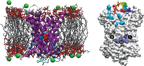 Figure 1. Molecular-dynamics simulations assays. (Left) Typical configuration of the bovine-heart AAC embedded in a fully hydrated POPC bilayer (the chloride counter-ions are depicted as green spheres and water molecules are not represented for clarity) with a nucleotide bound at the bottom of the internal cavity of the carrier. (Right) Starting positions of the nucleotides for the 10 binding assays. Cyan and dark-blue surfaces correspond respectively to nucleotides found in the vicinity of the upper and the lower patches of basic residues. The three major contact points of the binding site that interact with the nucleotides are indicated (I: K22, R79; II: G182, I183; III: R279) (Robinson and Kunji Citation2006).