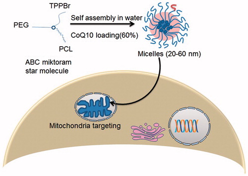 Figure 5. Mitochondrially targeted multifunctional CoQ10 nanosystems (TPPBr).