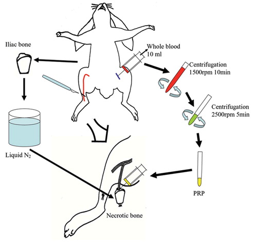 Figure 1. The experimental procedure. Blood was drawn off from each rabbit and anticoagulant was added. PRP was separated by a two-step centrifugation procedure. The necrotic bone was wrapped with a silicon sheet after injection of 1 ml of PRP into the hole, and it was then placed subcutaneously in the thigh.