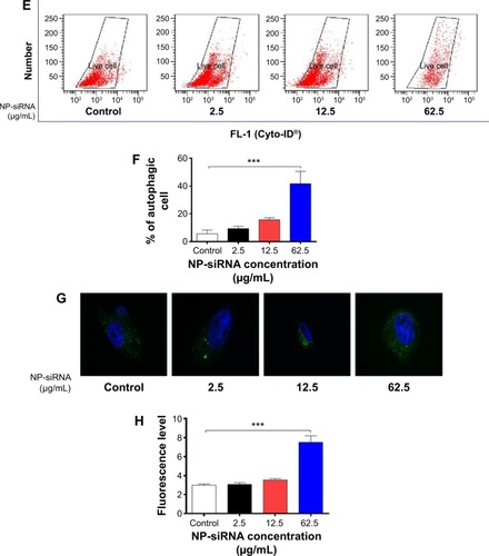 Figure 6 Effects of the novel NP-siRNA liposomes on cell cycle distribution, apoptosis, and autophagy in THP-1-derived macrophages.