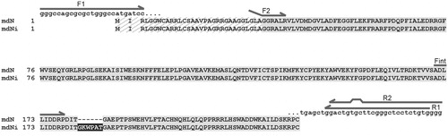 Figure 1. Sequence alignment of mdN and mdNi. The mitochondrial leader sequence, which is cleaved during protein processing, is hatched. The insertion in mdNi is highlighted in black. The positions of primers used for cloning and PCR analyses are shown as arrows above the sequences. For primers F2 and R2, which introduced restriction sites (see “Materials and methods” section for primer sequences), regions of noncomplementarity to the template sequence are indicated.