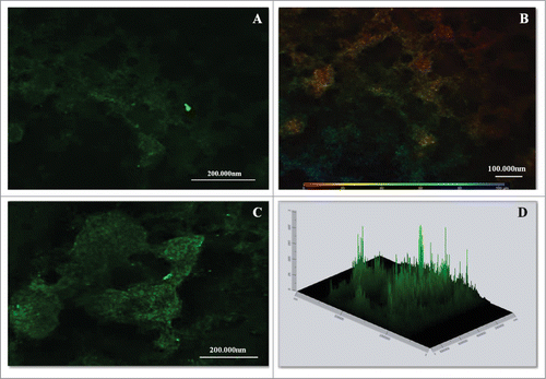 Figure 5. CLSM images of mature biofilms of P. brasiliensis (144 h). Fluorescence labeling of P. brasiliensis biofilms. (A and C) Biofilm was immunolabeled with primary antibodies anti-cell-free and secondary conjugated Alexa Fluor ® 488. (B) Scale depth image A showing the thickness of the biofilm. (D) Projection of biofilm formation of P. brasiliensis 2.5D (Zeiss LSM 510 Meta Confocal Microscope).