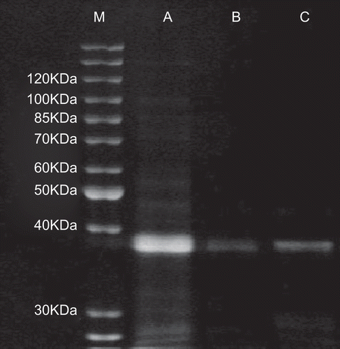 Figure 4.  The purified earthworm proteins were characterized with SDS-PAGE. Lane M: protein ladder; lane A: the ultrafiltrated earthworm coelomic fluid (5 KDa–1000 KDa); lane B: peak 1 purified after the gel chromatography; C: peak 1 (ECFP with molecular weight of 38.6 KDa) purified after the ion exchange chromatography.