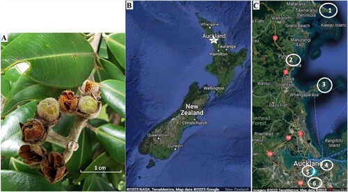 Figure 1. A, Metrosideros excelsa seed capsules, B, study area within New Zealand (marked as white star), and C, locations sampled in the Auckland region. 1 is Tāwharanui, 2–Wenderholm, 3–Shakespear, 4–Tamaki Drive, 5–University of Auckland, and 6–One Tree Hill. Only mature but unopened seed capsules were collected for determination of seed microbiomes.