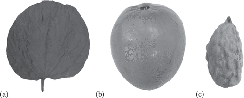 Figure 1. Ziziphus mauritiana (a) leaves (b) fruit and (c) seed.