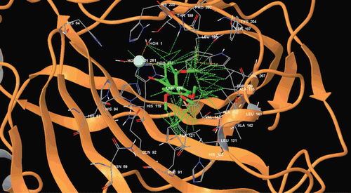 Figure 5.  Docking of compound 4 within the hCA II active site.