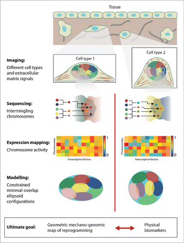 Figure 1. A schematic depicting the proposed integrated approach to analyze the coupling between cell geometry and gene expression. As a first step we need to establish images of different cell types that are able to capture extracellular matrix signals, nuclear geometry, and 3d chromosome organization. Then this needs to be combined with high-throughput sequencing of the intermingled chromosomes to obtain a fine-grained picture of spatial gene neighborhoods. Gene expression analysis and mapping to the respective chromosomes will then provide insight into nanoscale functional gene clusters. In order to gain an integrated picture, we combine this single-cell analysis with geometric chromosome packing models. These models will allow us to predict the reprogramming paths between cell types. In addition, these combined experimental and modeling approaches will facilitate the development of physical biomarkers for cell-type specific alterations in disease states.