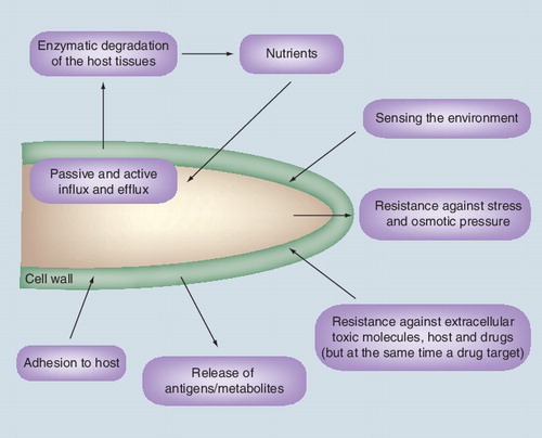 Figure 1. Functions of the fungal cell wall.