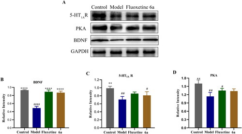 Figure 10. Effects of compound 6a and fluoxetine on the expression of 5-HT1AR, PKA, and BDNF in the brains of mice. (A) Levels of 5-HT1AR, PKA, and BDNF were determined by western blot. (B/C/D) Relative levels of 5-HT1AR, PKA, and BDNF were determined. Data are expressed as the mean ± SD (n = 3). #p < 0.1, ## p < 0.01, #### p < 0.0001 vs control; **p < 0.01, ****p < 0.0001 vs model.
