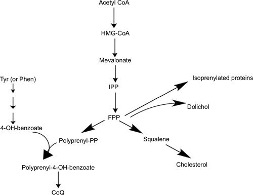 Figure 2 The mevalonate pathway. It comprises the reactions beginning with acetyl CoA to the production of IPP and FPP, which are substrates for the production of cholesterol, dolichol, isoprenylated proteins, and CoQ.