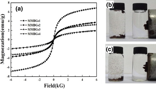 Figure 4. Magnetization curves of four samples at room temperature (a); photograph of dispersed MMBGs2 and MMBGs3 (b), (c) in water before and after being placed near an external magnet.