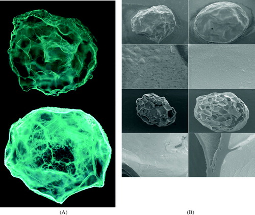 FIG. 2 (A) Autofluorescence images of pectin (top) and pectin/zein beads (bottom; field width, 2.5 mm). (B) SEM photographs of pectin (left) and pectin/zein beads (right). From top to bottom: whole beads at low magnification (field width, 2.7 mm), whole beads at high magnification (field width, 27 μm), cut beads at low magnification (field width, 2.7 mm), and cut beads with high magnification (field width, 27 μm).