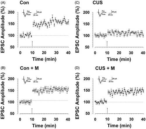 Figure 7. Minocycline treatment alleviated hipopocampal long-term potentiation impairment induced by CUS. (A) LTP was induced in hippocampal pyramidal neurons in control rats (164.14 ± 17.01%, n = 7 slices/7 rats, t-test; p < 0.05 compared with baseline). (B) LTP was induced in hippocampal pyramidal neurons in minocycline-treated rats (154.10 ± 13.08%, n = 8 slices/7 rats, t-test; p < 0.05 compared with baseline). (C) LTP was lost in hippocampal pyramidal neurons in CUS-treated rats (104.88 ± 8.99%, n = 9 slices/7 rats, t-test; p > 0.05 compared with baseline). (D) LTP was partly reversed in hippocampal pyramidal neurons in minocycline-treated rats during CUS exposure (149.84 ± 19.45%, n = 8 slices/seven rats, t-test; p < 0.05 compared with baseline). Pairing training is indicated by an arrow. The dashed line indicates the mean basal synaptic responses.