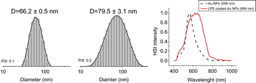 Figure 4. Characterization of Au40CIT after exposure to LPS. Size distribution of the intensity obtained from DLS measurements of Au NPs (left) and LPS-coated Au NPs (center) resulting in a calculated size difference of 13.3 nm. The presence of LPS on the NP surface is evident by analysis of the hyperspectral images obtained by dark-field microscopy (right). HSI intensity = hyperspectral imaging intensity in dark-field microscopy.