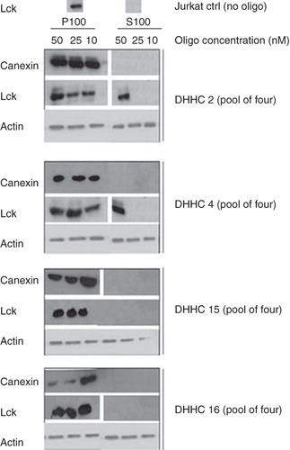Figure 1. DHHC2 and DHHC4 siRNA treatment causes Lck membrane dislocation. Where indicated, ‘pool of four’ siRNA oligos directed towards DHHC2, 4, 15 and 16 were introduced by Amaxa nucleofection into Jurkat T cells at the concentrations indicated. 72 h later, cells were fractionated into a P100 particulate membrane fraction and an S100 soluble cytosolic fraction, the proteins separated by SDS-PAGE and endogenous Lck, actin and calnexin in the fractions were detected by Western blotting. Actin was used as a loading control, and absence of calnexin in the S100 fraction serves as a control for the fractionation.
