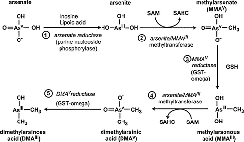 Figure 1. Enzymatic steps in the conversion of inorganic to methylated arsenic in the human [Citation6]. Reprinted with permission from the publisher.