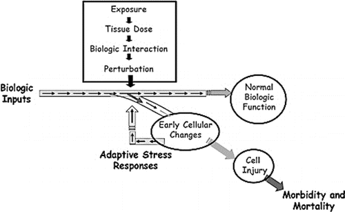 Figure 2 Biologic responses as a result of an exposure. The intersection results in perturbation of biologic pathways. When perturbations are sufficiently large or when the host is unable to adapt because of underlying nutritional, genetic, disease, or life-stage status, biologic function is compromised, and this leads to toxicity and disease.(Citation94) © Elsevier. Reproduced by permission of Elsvier. Permission to reuse must be obtained from the rightsholder.