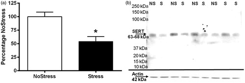 Figure 4. Serotonin transporter (SERT) immunoreactivity in the synaptosomes of the medial preoptic area (mPOA). (A) Exposure to CUS significantly decreased SERT immunoreactivity in the mPOA 4 d after the last stressor (*p < 0.05) (n = 5–7 per group). (b) Representative Western blot for SERT immunoreactivity with actin loading control.