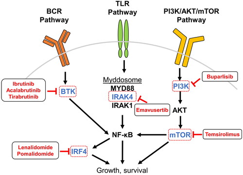 Figure 3. Inhibition of PCNSL-associated signaling pathways. PCNSL is frequently driven by overactivation of pathways leading to NF-κB, and many therapeutic agents in use and development for patients with PCNSL target components upstream and downstream of NF-κB. BCR signaling to NF-κB is transduced by BTK and is targeted by the small-molecule inhibitors ibrutinib, acalabrutinib, and tirabrutinib. TLR activation by ligand binding leads to assembly and activation of the myddosome protein complex that incorporates IRAK4, IRAK1 phosphorylation, and downstream activation of NF-κB; the small molecule emavusertib inhibits IRAK4. Within the PI3K pathway, mTOR is inhibited by temsirolimus and PI3K by the pan-PI3K-inhibitor buparlisib. NF-κB itself regulates the expression of IRF4, which is a target of the IMiDs lenalidomide and pomalidomide. Abbreviations: AKT, protein kinase B; BCR, B-cell receptor; BTK, Bruton’s tyrosine kinase; IMiD, immunomodulatory imide drugs; IRAK, interleukin-1 receptor-associated kinase; IRF4, interferon regulatory factor 4; mTOR, mammalian target of rapamycin; NF-κB, nuclear factor kappa-light-chain-enhancer of activated B cells; PI3K, phosphatidylinositol-3-kinase; TLR, toll-like receptor.