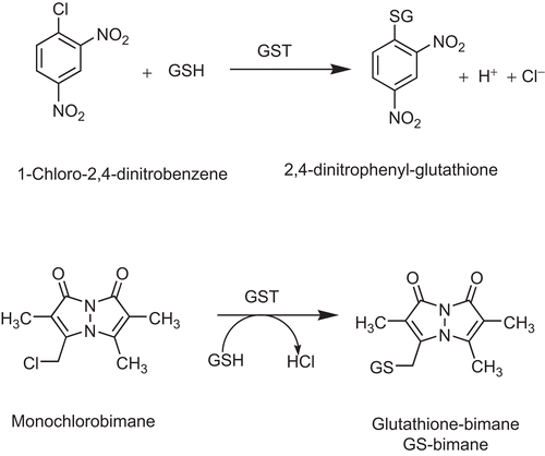 Figure 2.  The chemical reactions of CDNB and MCB catalysed by GST P1-1.The monochlorobimane fluorescence assay for GST activity was used to measure the product of conjugation at the excitation wavelength 390 nm and the emission wavelength of 478 nm. The CDNB spectrophotometric assay for GST activity was used to determine the conjugation product 2, at a wavelength of 340 nm.