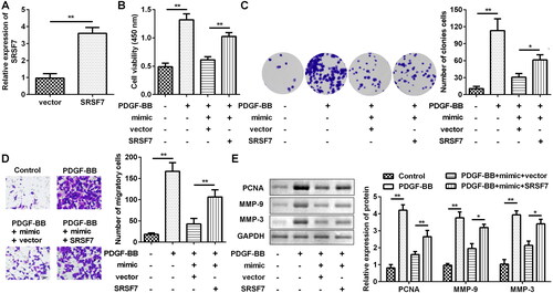 Figure 6. Overexpression of SRSF7 can rescue the proliferation and migration of ASMC treated by PDGF-BB, which is attenuated by overexpression of miR-204-5p. (a) qRT-PCR confirmed the overexpression efficiency of SRSF7. (b) CCK-8 analysis showed that overexpression of SRSF7 can rescue the cell viability in PDGF-BB-treated AMSC when miR-204-5p was overexpressed. (c) The results of the colony formation assay showed that overexpression of SRSF7 can rescue the proliferation ability in PDGF-BB-treated AMSC when miR-204-5p was overexpressed. (d) The results of Transwell assay showed that overexpression of SRSF7 can rescue migration ability in PDGF-BB-treated AMSC when miR-204-5p was overexpressed. (e) Western blotting showed that overexpression of SRSF7 can rescue the expression level of PCNA, MMP-9, and MMP-3 in PDGF-BB-treated AMSC when miR-204-5p was overexpressed. *p < 0.05, **p < 0.01.
