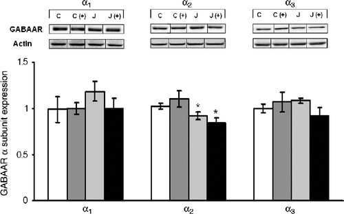 Figure 4.  The short-term effects of juvenile variable stressor regimen (JUV-S) on GABAA receptor α subunit expression in the amygdala. Data were analyzed through a 2 (juvenile stressor vs. no stress) × 2 (age: juvenile vs. adult) between-groups ANOVA followed by HSD Tukey's post-hoc tests. Data are expressed as means ± SEM (n = 8–11/group). Among rats that were tested as juveniles, neither the juvenile stressor nor the plus maze test affected either α1 or α3 subunit expression within the amygdala, whereas the juvenile stressor experience reduced α2 to a moderate, but significant extent; *, represents significantly different from controls (C), p < 0.05.