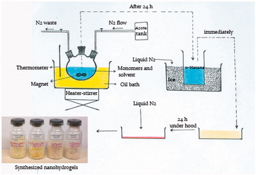 Figure 1. Whole scheme of nanohydrogel synthesizing protocol.