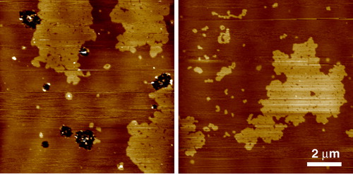 Figure 2.  Tapping mode AFM images of equimolar sphingomyelin/DOPC bilayers under fluid. The SM enriched domains are in the gel phase characterized by the rough edges to the domains which are higher in the image than the surrounding fluid DOPC rich phase. Gel phase sphingomyelin can take on a wide variety of structures under apparently the same experimental conditions. In this case each domain is very large, up to many microns across, but on closer inspection many smaller domains can be seen to make up this structure (unpublished observations: S. D. Connell & D. A. Smith). This figure is reproduced in colour in Molecular Membrane Biology online.