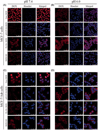 Figure 6. Laser scanning confocal analysis of the uptake of DOX, pHLIP-SS-DOX, Py-SS-DOX, DOX-SH on MCF-7 cells (A, B) and MCF-7/Adr (C, D) cells at pH 7.4 (A, C) or pH 6.0 (B, D) for 3 h. The concentrations the conjugates are all 7 μM.